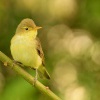 Sedmihlasek hajni - Hippolais icterina - Icterine Warbler 3550
